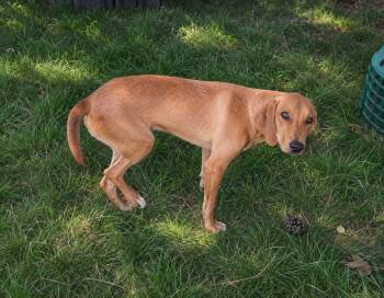 Koda -  American Foxhound Dog for Adoption in Tulsa, Oklahoma - Koda | PetCurious
