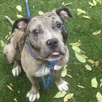 Rescue Mixed Breed Dogs for Adoption in Chicago, Illinois - Jem | PetCurious