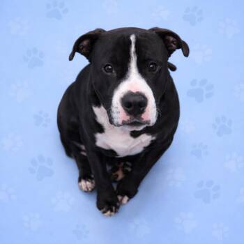 Mixed Breed Dogs Available for Adoption in Memphis, Tennessee - COPELEE | PetCurious