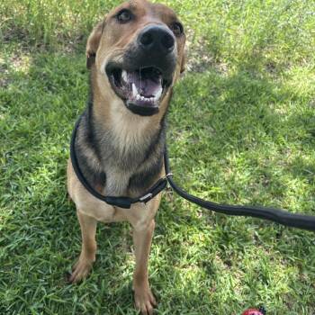 Bingley -  German Shepherd Dog Dog for Adoption in Pearland, Texas - Bingley | PetCurious