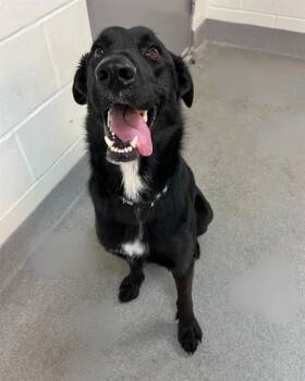 Mixed Breed Dogs Available for Adoption - GRACE | PetCurious