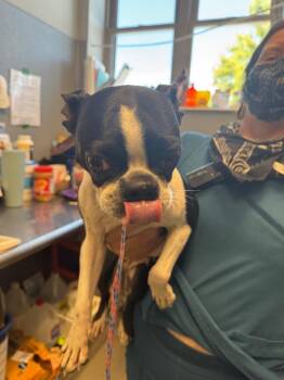 Kren -  Boston Terrier Dog for Adoption in Bloomington, Indiana - Kren | PetCurious
