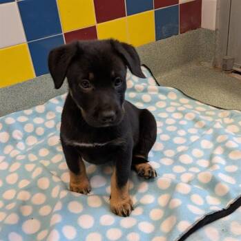 Australian Kelpie Dogs Available for Adoption - Willow A215398 | PetCurious