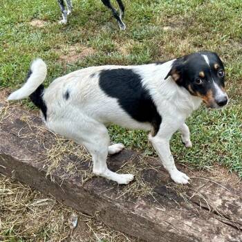 Ryder -  Terrier and Mixed Breed Dog for Adoption in Hohenwald, Tennessee - Ryder | PetCurious