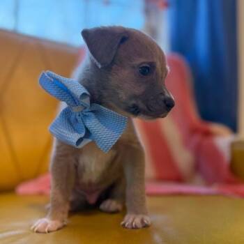 Pit Bull Terrier and Labrador Retriever Dogs Available for Adoption - Marley Sunshine | PetCurious