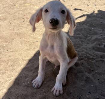 Blanco -  Mixed Breed Dog for Adoption in Los Angeles, California - Blanco | PetCurious