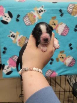 Snow White -  Labrador Retriever and Border Collie Dog for Adoption in Republic, Missouri - Snow White | PetCurious