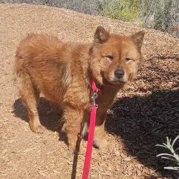 Chow Chow Dogs Available for Adoption in Palm Springs, California - Sable | PetCurious