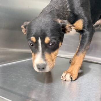 Terrier Dogs Available for Adoption - Lawnny | PetCurious