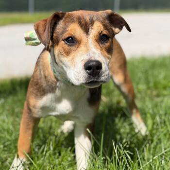 Mixed Breed Dogs Available for Adoption in Effingham, Illinois - Ginny | PetCurious