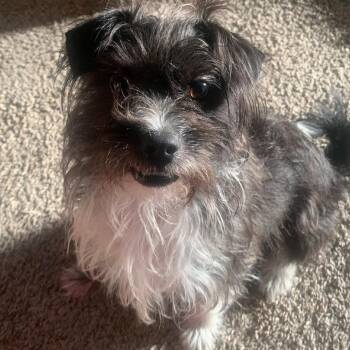 Border Terrier Dogs Available for Adoption in Olathe, Kansas - Jack Benny | PetCurious