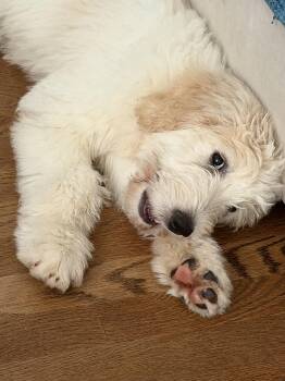 Lavender -  Standard Poodle Dog for Adoption in Monroe, North Carolina - Lavender | PetCurious