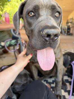 Chonkers -  Cane Corso Dog for Adoption in Glendale, Arizona - Chonkers | PetCurious