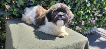 Mookie -  Shih Poo Dog for Adoption in Torrance, California - Mookie | PetCurious