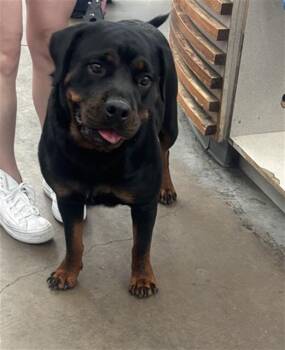 LUNA -  Rottweiler Dog for Adoption in Dallas, Texas - LUNA | PetCurious