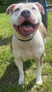 Pit Bull Terrier and Mixed Breed Dogs Available for Adoption in Blue Ridge, Georgia - Nyla | PetCurious