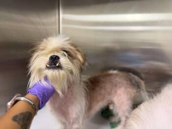 MASK -  Shih Tzu and Mixed Breed Dog for Adoption in Doral, Florida - MASK | PetCurious
