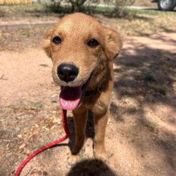 Sven -  Golden Retriever and Mixed Breed Dog for Adoption in Buchanan Dam, Texas - Sven | PetCurious