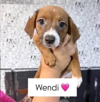 Chiweenie and Aussiedoodle Dogs Available for Adoption - Wendi | PetCurious