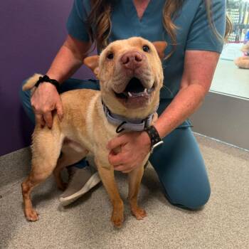 Kingston -  Shar Pei Dog for Adoption in Englewood, Florida - Kingston | PetCurious