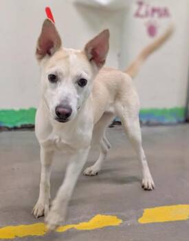 Husky and Labrador Retriever Dogs Available for Adoption - Fendi 4306 | PetCurious