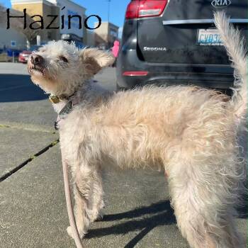 Poodle Dogs Available for Adoption in Missouri City, Texas - Hazino BL14076-T | PetCurious