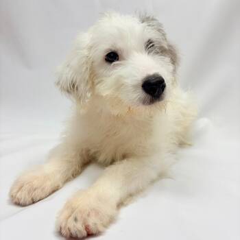 722 (2026) Emmitt -  Sheep Dog Dog for Adoption in Parker, Colorado - 722 (2026) Emmitt | PetCurious