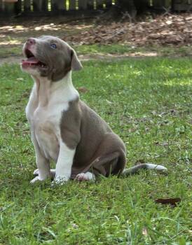 Pit Bull Terrier Dogs Available for Adoption in Semmes, Alabama - Vureca  | PetCurious