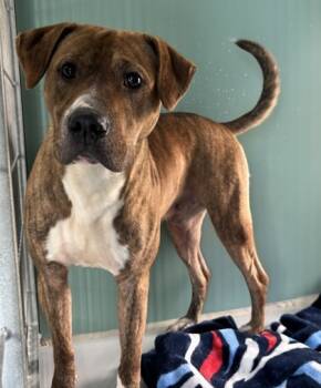 Rescue Terrier and Mixed Breed Dogs for Adoption in Cumming, Georgia - Graham Cracker 1764-25 | PetCurious