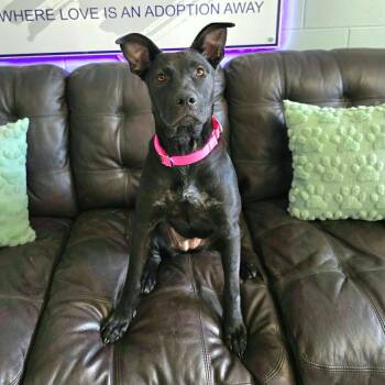 Baby (In Training) -  Hound and Black Labrador Retriever Dog for Adoption in Umatilla, Florida - Baby (In Training) | PetCurious