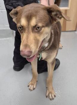 Nc-3 -  Siberian Husky and Shepherd Dog for Adoption in Lawrenceville, Georgia - Nc-3 | PetCurious