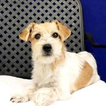 Rufenna -  Terrier Dog for Adoption in Fort Davis, Texas - Rufenna | PetCurious