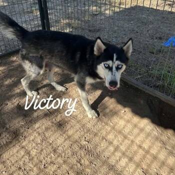 Victory -  Siberian Husky Dog for Adoption in Buchanan Dam, Texas - Victory | PetCurious
