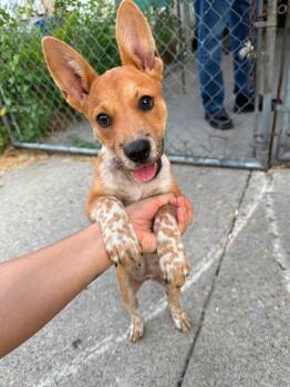 CHAVELA -  Australian Cattle Dog Blue Heeler Dog for Adoption in San Antonio, Texas - CHAVELA | PetCurious