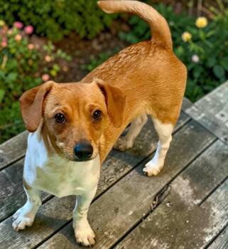 Bruno  -  Chiweenie Dog for Adoption in Camp Pendleton North, California - Bruno  | PetCurious
