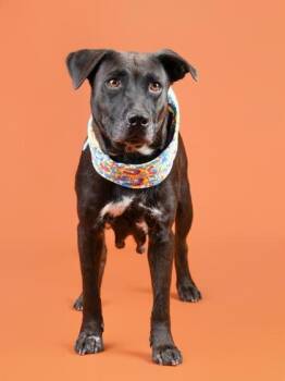 Primrose -  Mountain Cur and Labrador Retriever Dog for Adoption in Atlanta, Georgia - Primrose | PetCurious
