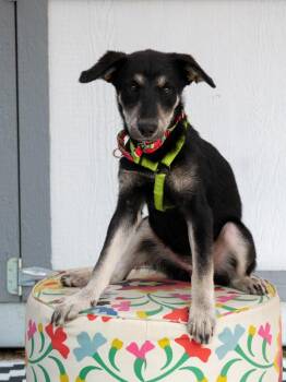 Island Litter - Belize -  Labrador Retriever and Husky Dog for Adoption in Savage, Minnesota - Island Litter - Belize | PetCurious