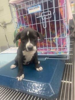 Terrier and Mixed Breed Dogs Available for Adoption in Gainesville, Florida - Francine | PetCurious