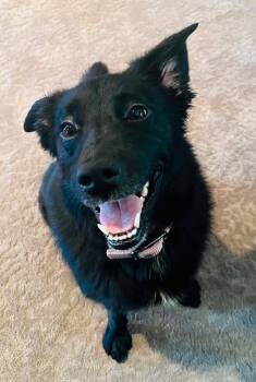 Josey -  Labrador Retriever Dog for Adoption in Germantown, Ohio - Josey | PetCurious