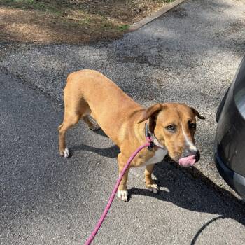 Rescue Labrador Retriever Dogs for Adoption in Spring, Texas - Rosey | PetCurious