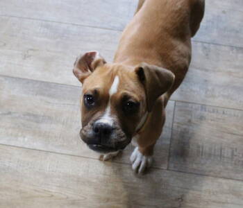 Rescue Boxer Dogs for Adoption in Shakopee, Minnesota - Curly | PetCurious