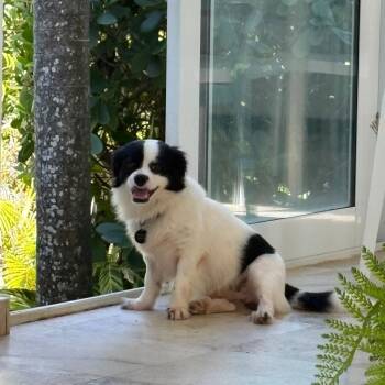 Rasta -  Cavalier King Charles Spaniel Dog for Adoption in New York, New York - Rasta | PetCurious