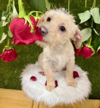 Schnauzer and Terrier Dogs Available for Adoption - Tigger | PetCurious