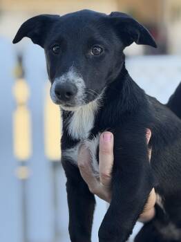 Summer -  Dachshund and Terrier Dog for Adoption in Yuba City, California - Summer | PetCurious