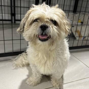 Cupcake -  Shih Tzu Dog for Adoption in Closter, New Jersey - Cupcake | PetCurious
