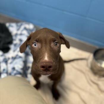 Rescue Mixed Breed Dogs for Adoption in Hilliard, Ohio - Gizmo | PetCurious