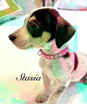 Stasia -  Australian Cattle Dog Blue Heeler Dog for Adoption in Pawleys Island, South Carolina - Stasia | PetCurious