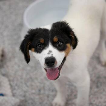 Sycamore (JN26-28) -  Black Labrador Retriever and Mixed Breed Dog for Adoption in Peyton, Colorado - Sycamore (JN26-28) | PetCurious