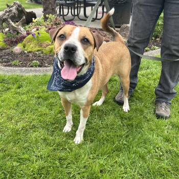 Rescue Boxer Dogs for Adoption in Olympia, Washington - Rum | PetCurious