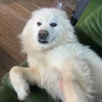 Husky Dogs Available for Adoption in Anchorage, Alaska - Apollo | PetCurious